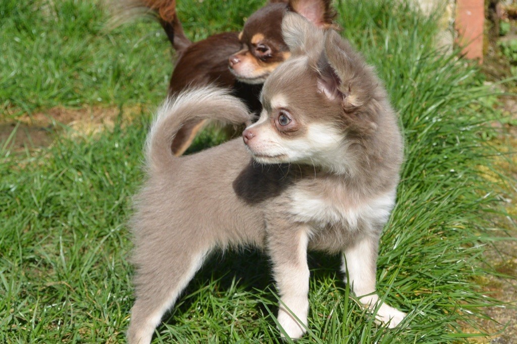 Chiot nés à l’ele 