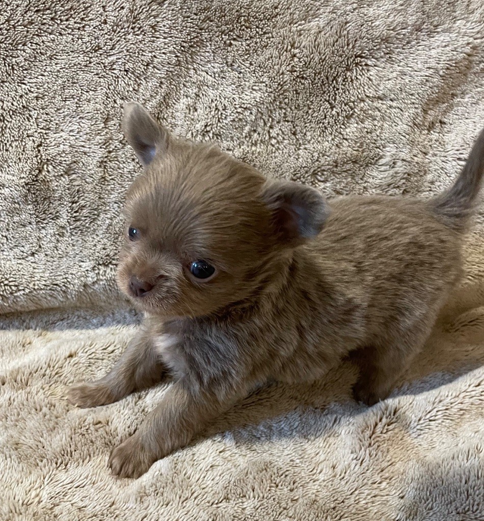 Du Paradis D'Ibees - Chiots disponibles - Chihuahua