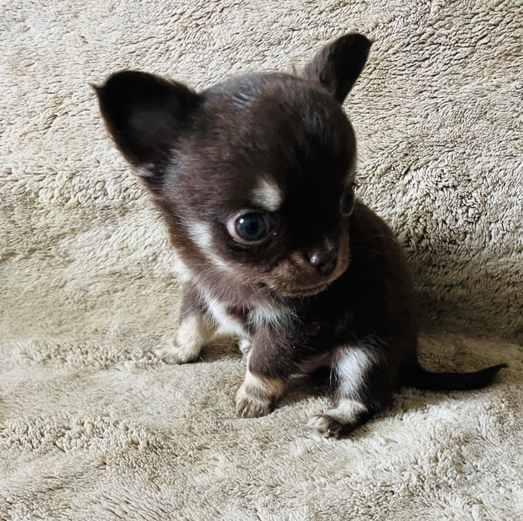 Du Paradis D'Ibees - Chiots disponibles - Chihuahua