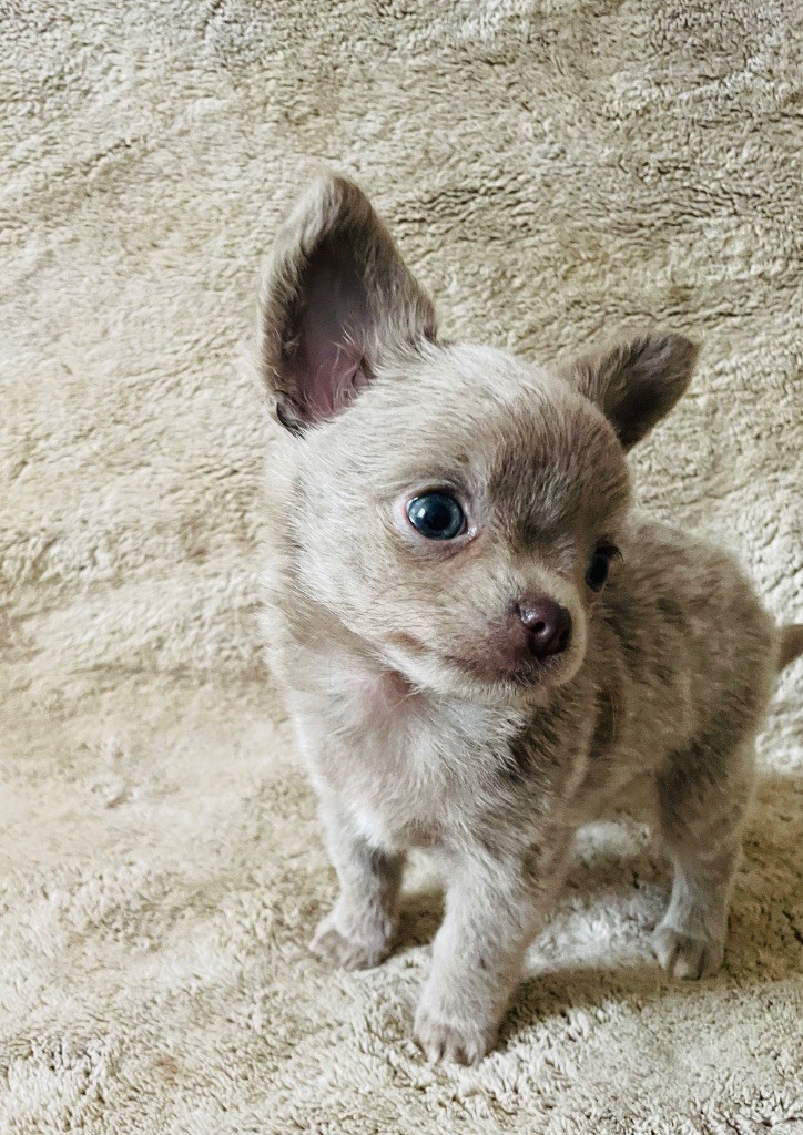 Du Paradis D'Ibees - Chiots disponibles - Chihuahua