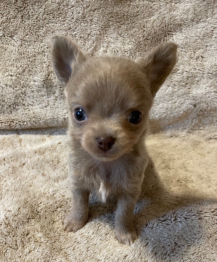 Du Paradis D'Ibees - Chiots disponibles - Chihuahua