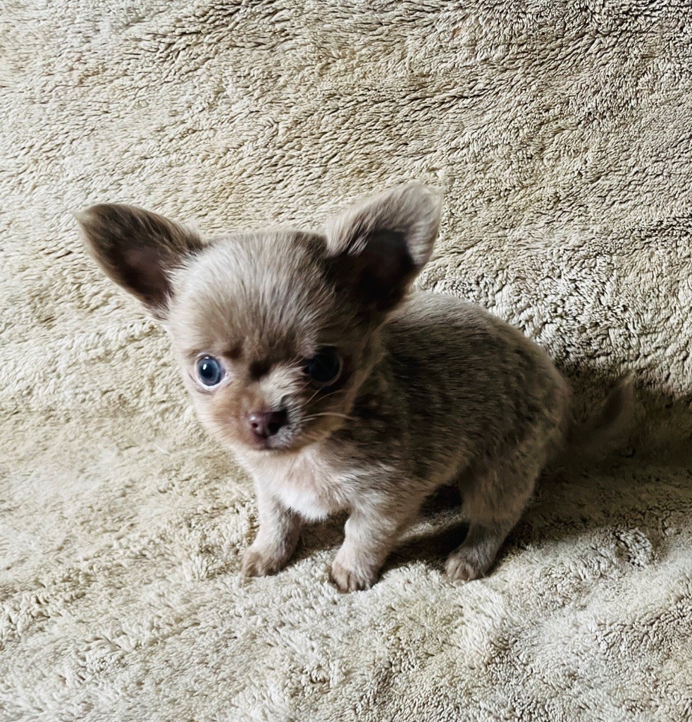 Du Paradis D'Ibees - Chiots disponibles - Chihuahua