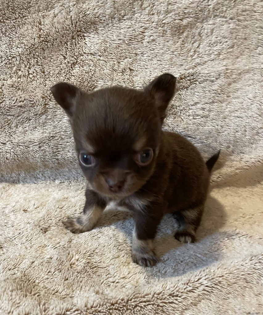 Du Paradis D'Ibees - Chiots disponibles - Chihuahua