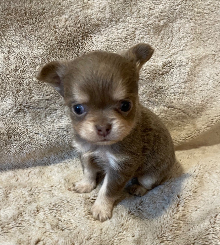 Du Paradis D'Ibees - Chiots disponibles - Chihuahua